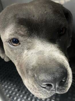 JILL -  Mixed Breed Dog for Adoption in Dallas, Texas - JILL | PetCurious