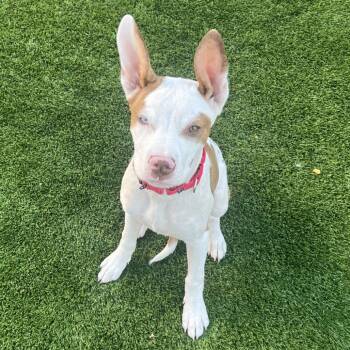 Toby -  Boxer and Pit Bull Terrier Dog for Adoption in Cashmere, Washington - Toby | PetCurious