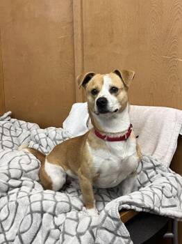 Terrier Dogs Available for Adoption - Spud | PetCurious