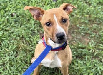 ALLY -  Mixed Breed Dog for Adoption in Newton, North Carolina - ALLY | PetCurious