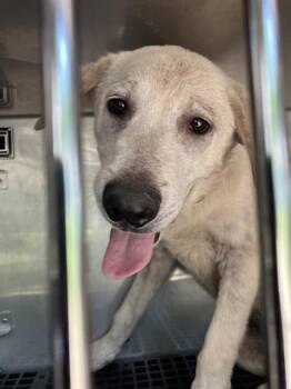 Mixed Breed Dogs Available for Adoption in Dallas, Texas - KINO | PetCurious