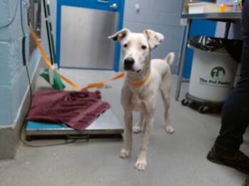 JELLYBEAN -  Labrador Retriever and Mixed Breed Dog for Adoption in Albuquerque, New Mexico - JELLYBEAN | PetCurious