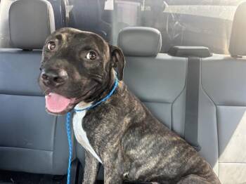 SIDECAR -  American Staffordshire Terrier and Mixed Breed Dog for Adoption in Grand Prairie, Texas - SIDECAR | PetCurious