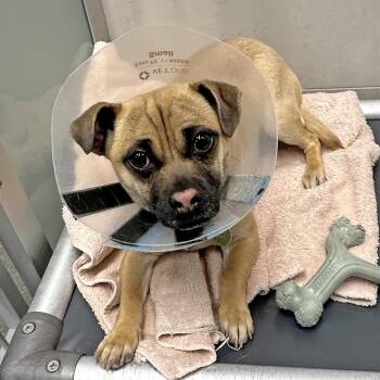 Mixed Breed Dogs Available for Adoption - Hermione | PetCurious