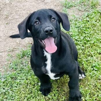 Labrador Retriever Dogs Available for Adoption in Tunica, Mississippi - Diesal  | PetCurious