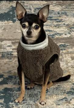 Chihuahua Dogs Available for Adoption - ALLIE | PetCurious