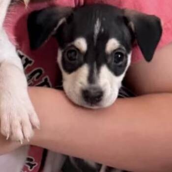Emily -  Mixed Breed Dog for Adoption in Austell, Georgia - Emily | PetCurious