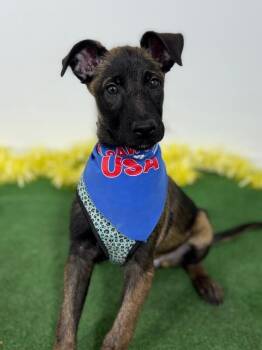 Belgian Shepherd Malinois and German Shepherd Dog Dogs Available for Adoption in Carlsbad, California - Leonard-One Of Our Amazing Rescue Dogs | PetCurious