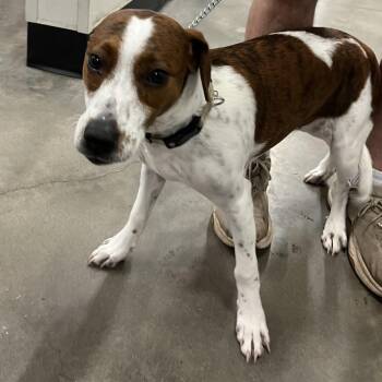 Trucker -  Jack Russell Terrier and Bloodhound Dog for Adoption in Tampa, Florida - Trucker | PetCurious