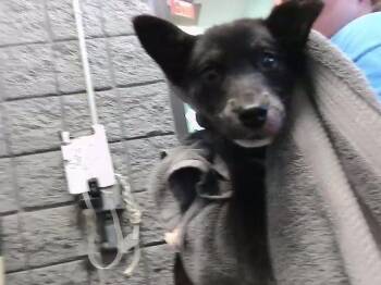 German Shepherd Dog and Mixed Breed Dogs Available for Adoption - LALA | PetCurious