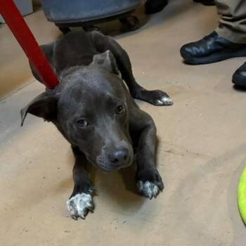 Becky Lynch -  Mixed Breed Dog for Adoption in Gadsden, Alabama - Becky Lynch | PetCurious