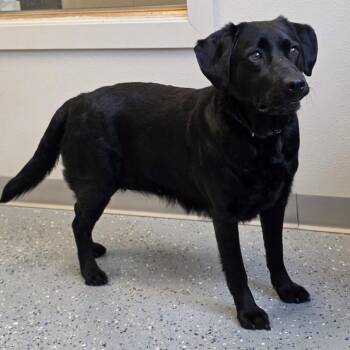 Black Labrador Retriever and Mixed Breed Dogs Available for Adoption in Yankton, South Dakota - Teagan | PetCurious