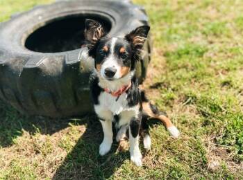 Australian Shepherd Dogs Available for Adoption in Mckinleyville, California - GOOSE | PetCurious