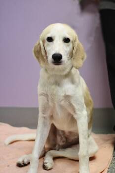 Moose in NH. Come Meet our Adoptable Dogs Wednesday-Saturday. Mo -  Labrador Retriever Dog for Adoption in Manchester, New Hampshire - Moose In NH. Come Meet Our Adoptable Dogs Wednesday-Saturday. Mo | PetCurious