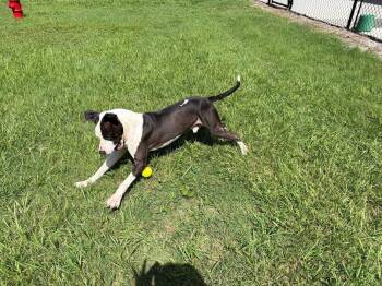 Legend -  American Bulldog Dog for Adoption in Lakeland, Florida - Legend | PetCurious