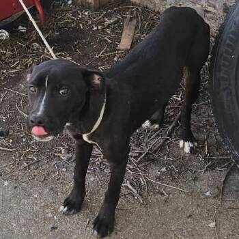 Pit Bull Terrier and Mixed Breed Dogs Available for Adoption in East St. Louis, Illinois - Hoopla | PetCurious