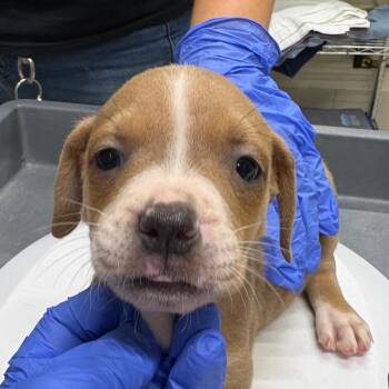 Puppy 5 -  Mixed Breed Dog for Adoption in Milton, Florida - Puppy 5 | PetCurious