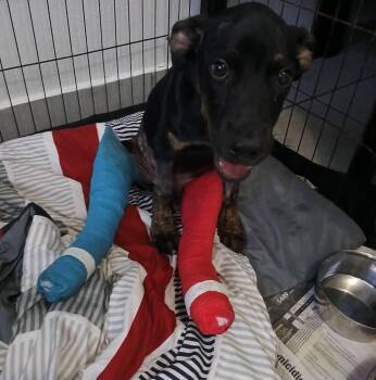 Kai -  Labrador Retriever and Doberman Pinscher Dog for Adoption in St. Petersburg, Florida - Kai | PetCurious