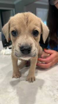 Rescue Hound Dogs for Adoption in Pinellas Park, Florida - Jinu | PetCurious