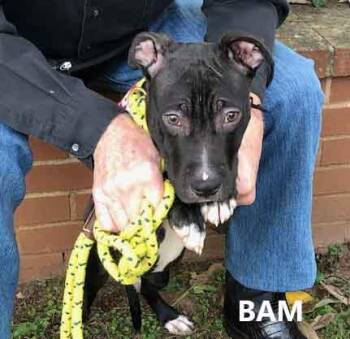 Rescue Pit Bull Terrier and Labrador Retriever Dogs for Adoption in Washington, Georgia - Bam | PetCurious