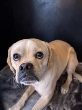 Mixed Breed Dogs Available for Adoption in El Paso, Texas - 60915204 | PetCurious