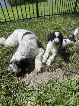 Bennie Doodle -  Bernese Mountain Dog and Poodle Dog for Adoption in Valrico, Florida - Bennie Doodle | PetCurious