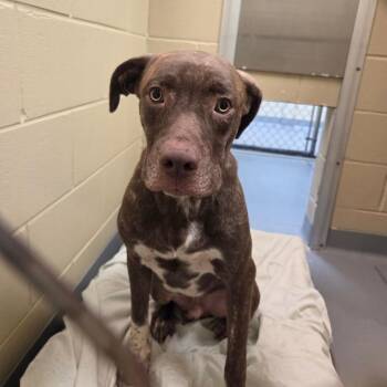 10/12/2026-Stray-31stStreet-2-BQ -  Mixed Breed Dog for Adoption in Columbus, Georgia - 10/12/2026-Stray-31stStreet-2-BQ | PetCurious
