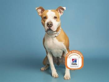 Pit Bull Terrier Dogs Available for Adoption - MARLEY | PetCurious