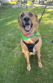 German Shepherd Dog and Carolina Dog Dogs Available for Adoption in Tallulah, Louisiana - CHICKI | PetCurious