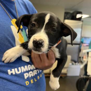 Australian Cattle Dog Blue Heeler and Retriever Dogs Available for Adoption - Locket | PetCurious