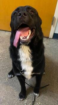 Bubba -  Mixed Breed Dog for Adoption in Ocala, Florida - Bubba | PetCurious