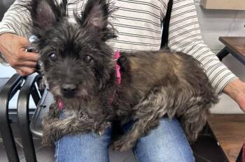 Mia -  Mixed Breed Dog for Adoption in New York, New York - Mia | PetCurious