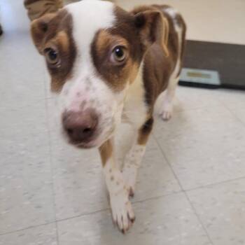 Cattle Dog Dogs Available for Adoption - Kristoff | PetCurious