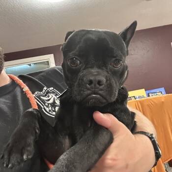 Chimichanga -  Pug and Mixed Breed Dog for Adoption in San Francisco, California - Chimichanga | PetCurious
