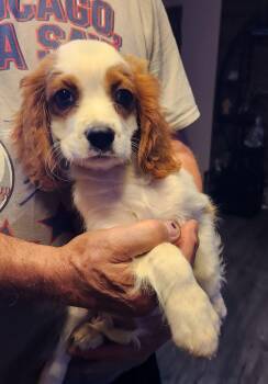 Fred (#363) -  Cavalier King Charles Spaniel Dog for Adoption in Twin Lakes, Wisconsin - Fred (#363) | PetCurious