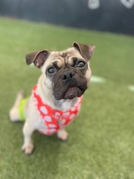 Rescue Pug Dogs for Adoption in Gardena, California - Olive *special Needs* | PetCurious
