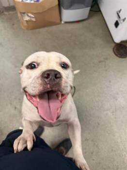 JELLY -  Mixed Breed Dog for Adoption in Dallas, Texas - JELLY | PetCurious