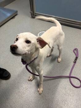 Labrador Retriever Dogs Available for Adoption in Bloomington, Indiana - Ranger | PetCurious