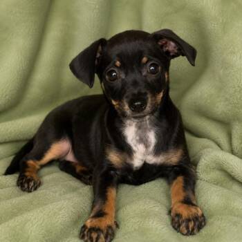Ziggy -  Miniature Pinscher and Mixed Breed Dog for Adoption in Tucson, Arizona - Ziggy | PetCurious