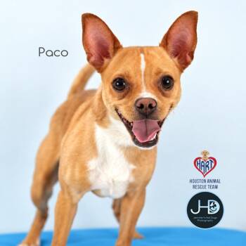 Paco -  Chihuahua and Mixed Breed Dog for Adoption - Paco | PetCurious