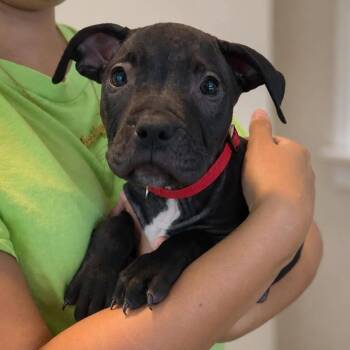 Walnut -  Pit Bull Terrier and American Staffordshire Terrier Dog for Adoption in Tampa, Florida - Walnut | PetCurious