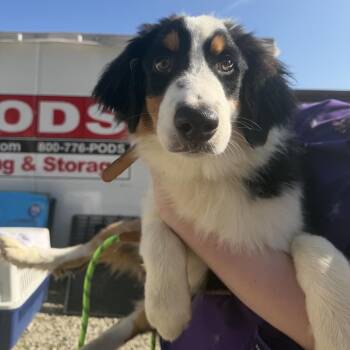 Ladon -  Australian Shepherd and Bernese Mountain Dog Dog for Adoption in Northbrook, Illinois - Ladon | PetCurious
