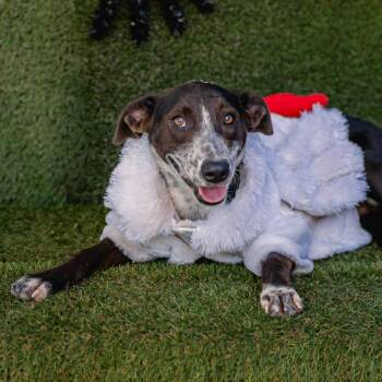 Whippet Dogs Available for Adoption - Lili | PetCurious