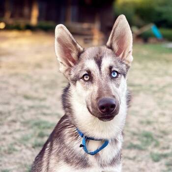 Siberian Husky and Shepherd Dogs Available for Adoption in Brookeville, Maryland - Kona  | PetCurious