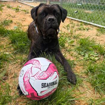 Cane Corso Dogs Available for Adoption in Fairmont, West Virginia - Oakley | PetCurious