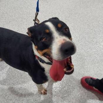 Pit Bull Terrier and Mixed Breed Dogs Available for Adoption in Lake Havasu City, Arizona - Charleen | PetCurious