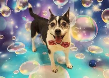 Winston -  Chihuahua and Jack Russell Terrier Dog for Adoption in Richmond, Virginia - Winston | PetCurious