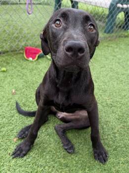 CUB -  Mixed Breed Dog for Adoption in Columbia, South Carolina - CUB | PetCurious