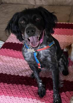 Brittany Spaniel Dogs Available for Adoption in Baldwinsville, New York - UT/Millie | PetCurious