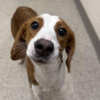 Auralie -  Hound Dog for Adoption in Chatham, Virginia - Auralie | PetCurious